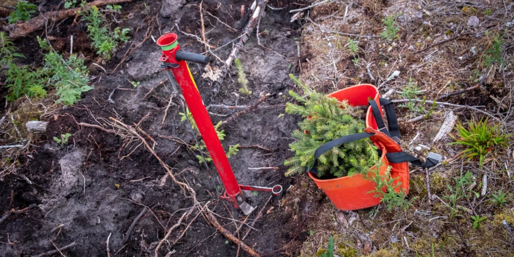 "Latvijas valsts meži" atjauno mežu rekordlielā platībā