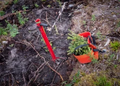 "Latvijas valsts meži" atjauno mežu rekordlielā platībā