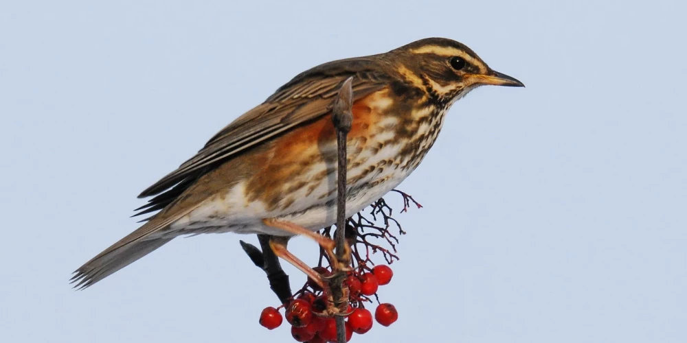Latvijas ligzdojošo putnu populācijas samazinājusies 19 putnu sugām