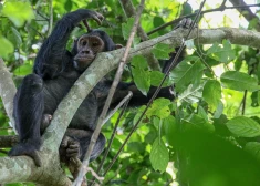 Šimpanze Ugandas Nacionālajā dabas parkā, 2021. gada decembrī. 