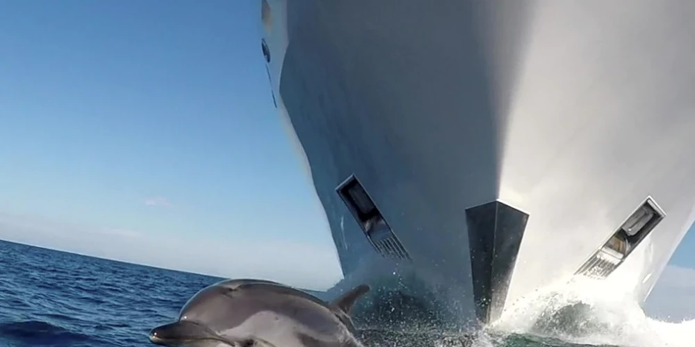 Daba mainās: delfīni okeānos spiesti pārkliegt cilvēkus; kondori sākuši vairoties bez tēviņa