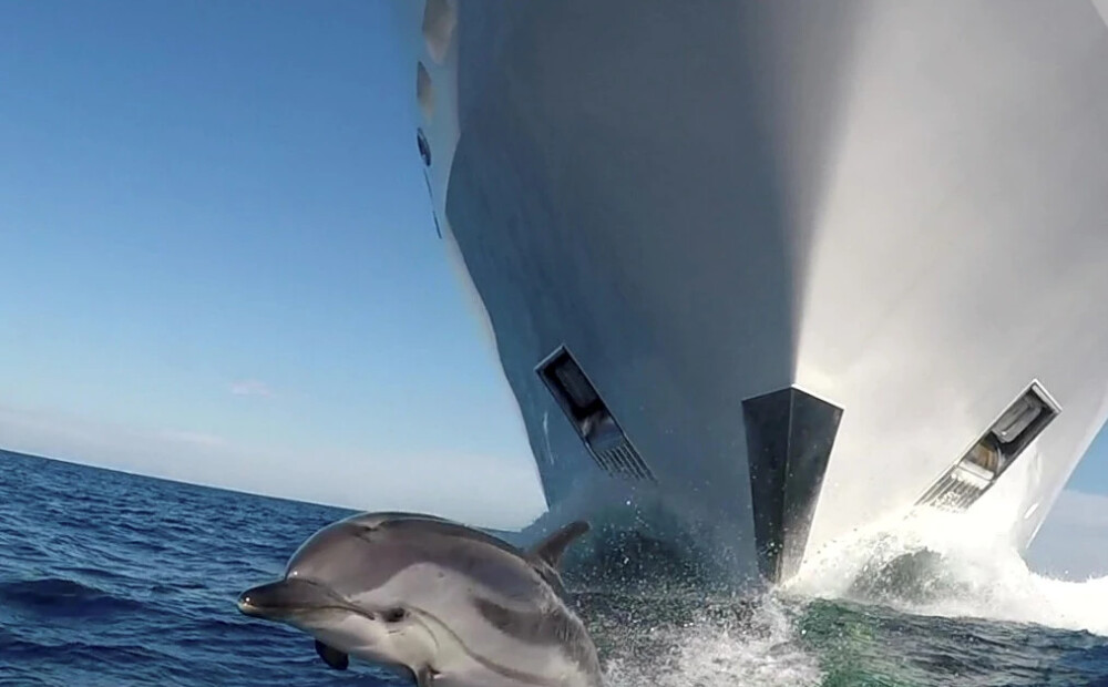 Daba mainās: delfīni okeānos spiesti pārkliegt cilvēkus; kondori sākuši vairoties bez tēviņa