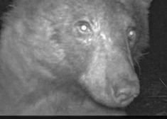 А вам слабо? Фотогеничный медведь сделал 400 селфи в лесу Колорадо