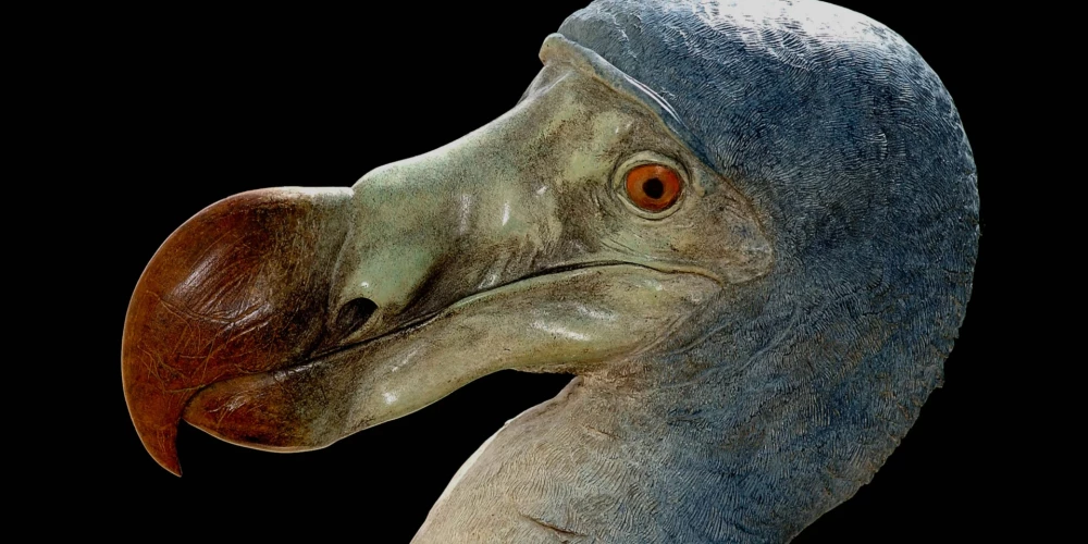 Биологи решили воскресить истребленную человеком птицу додо