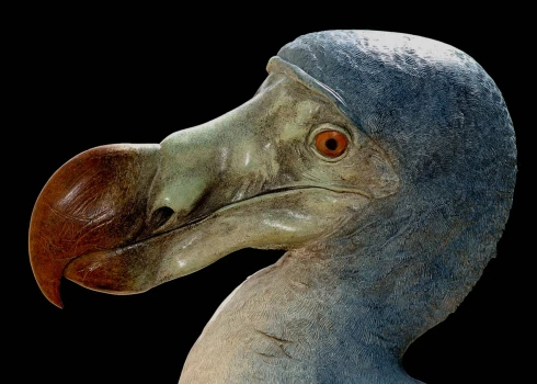 Биологи решили воскресить истребленную человеком птицу додо