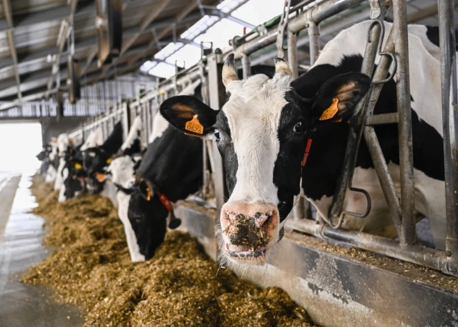 Ķīna veiksmīgi klonējusi trīs "supergovis"