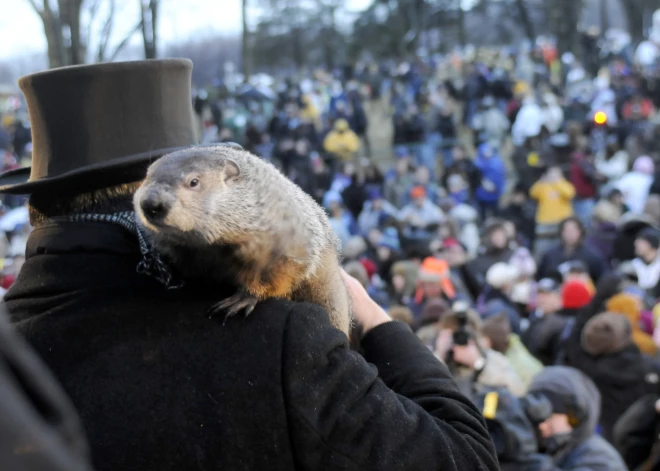 Šodien Murkšķa diena — ko solīs slavenākais sinoptiķis Fils?