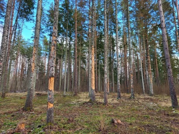 Egļu astoņzobu mizgrauzis pamatīgi papostījis Pokaiņu meža egles, kuras tagad nozāģēs, bet to vietā stādīs jaunas priedītes.