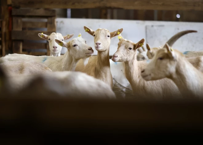 Meksikas zooloģiskā dārza vadītājs darbiniekiem pavēlējis nogalināt zoodārzā dzīvojošās kazas 