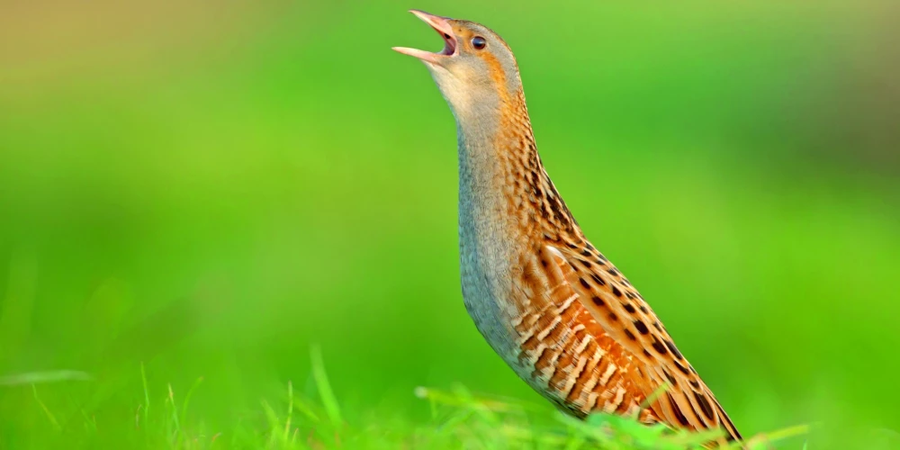 Latvijā samazinās 19 putnu sugas