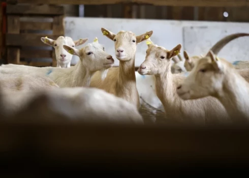 В Мексике директор зоопарка приказал убить и съесть живущих там карликовых коз