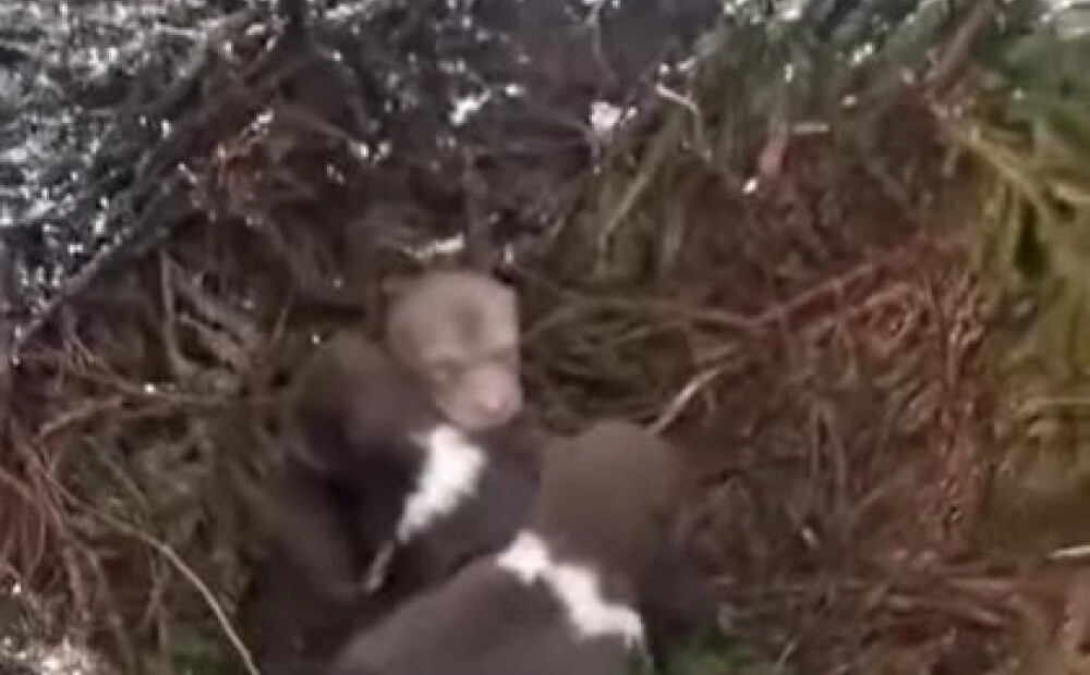 VIDEO: Limbažu pusē meža kopēji uziet midzeni ar lācēniem!