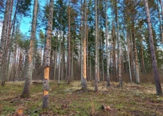 Ezoterisko Pokaiņu mežu apsēduši kaitēkļi – nāksies krietni paretināt mītiem apvīto pastaigu vietu