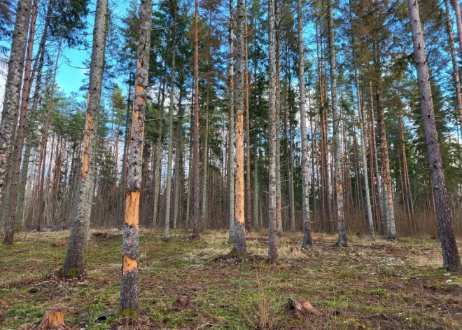 Ezoterisko Pokaiņu mežu apsēduši kaitēkļi – nāksies krietni paretināt mītiem apvīto pastaigu vietu