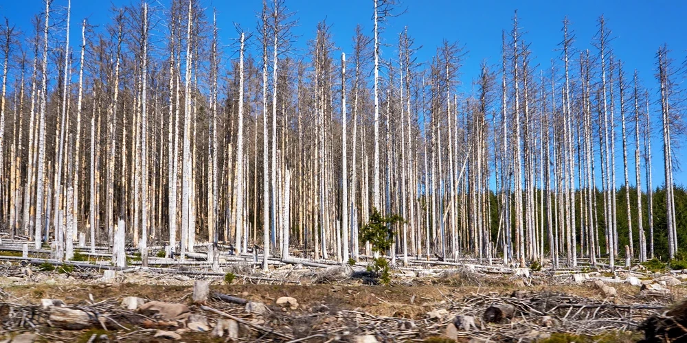 Латвийским лесам грозит чрезвычайная ситуация из-за короедов