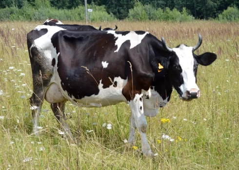 Lauksaimnieki: Latvijas piena ražotāji gatavi plašiem protestiem