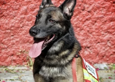 В Турции погибла собака-спасатель из Мексики, искавшая людей под завалами
