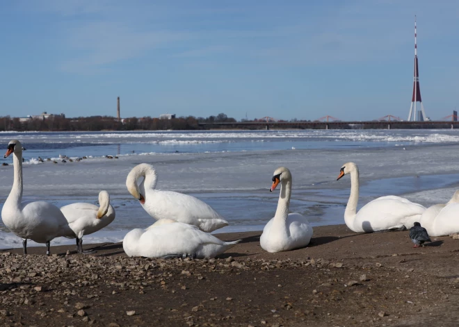 Rīgā uzstādīts jauns 13. februāra siltuma rekords