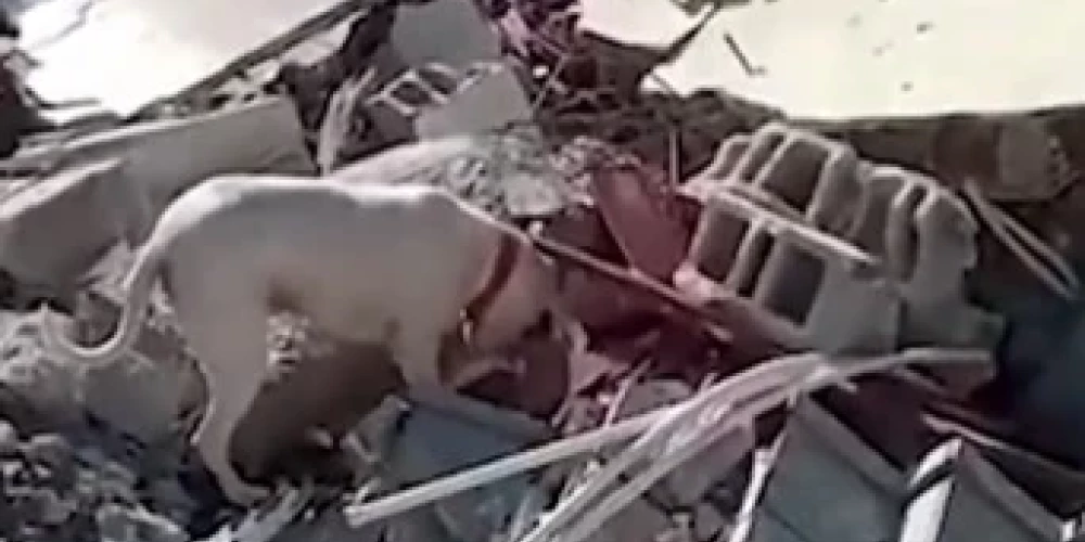 Aizkustinošs video: Turcijā suns mēģina atrakt savu drupās aprakto saimnieku un nes viņam maizīti