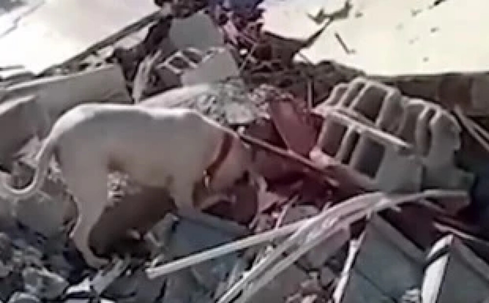 Aizkustinošs video: Turcijā suns mēģina atrakt savu drupās aprakto saimnieku un nes viņam maizīti