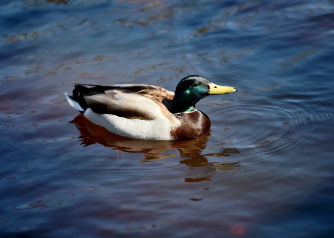 В Ригу пришла метеорологическая весна