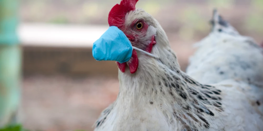 Pieaug bažas, ka putnu gripa varētu mutēt un izraisīt nāvējošu pandēmiju cilvēkiem