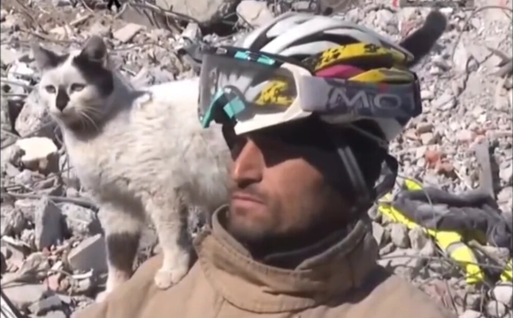“Murr!” Turcijā no gruvešiem izglābts kaķis atsakās pamest sava glābēja plecu