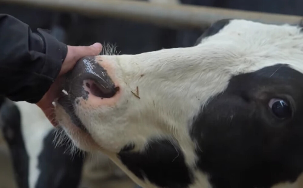 Saimnieks smagu sirdi atvadoties mīļo govis - ir pārāk sāpīgi. Zemo piena cenu dēļ likvidē kārtējo fermu