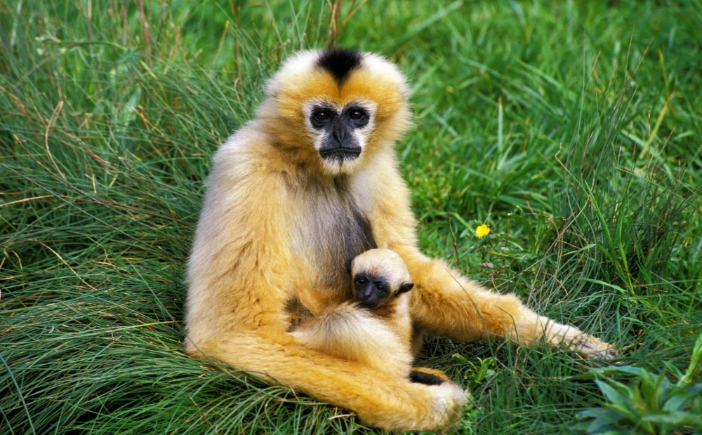 A lone female gibbon gave birth to a baby in a Japanese zoo.  Employees seem to have finally solved the mystery of how this was possible