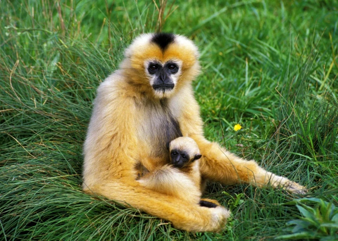 Vientuļai gibonu mātītei Japānas zoodārzā piedzima mazulis. Darbinieki, šķiet, beidzot atklājuši mistēriju, kā tas bija iespējams