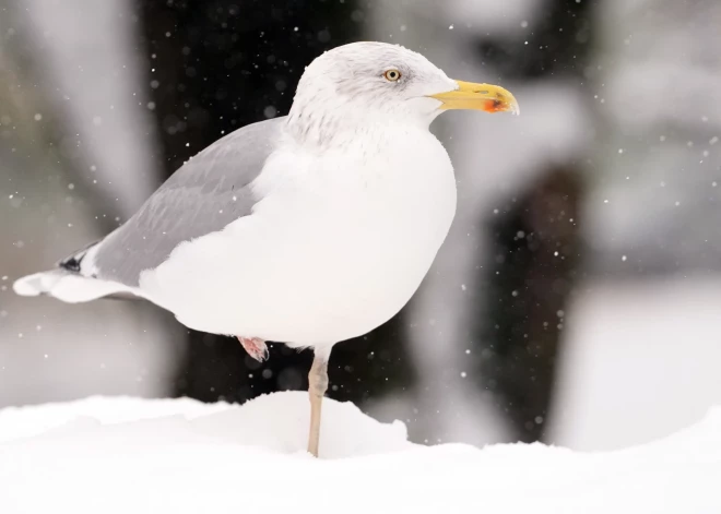 Pirmdienas naktī vietām turpināsies sniegputenis, dienā sāksies pamatīga snigšana