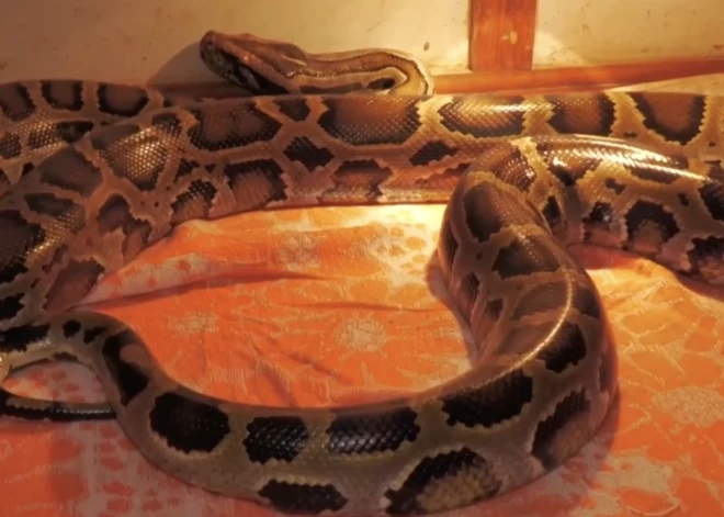 "Украли ради развлечения или еды": украинские военные спасли питона из российского танка