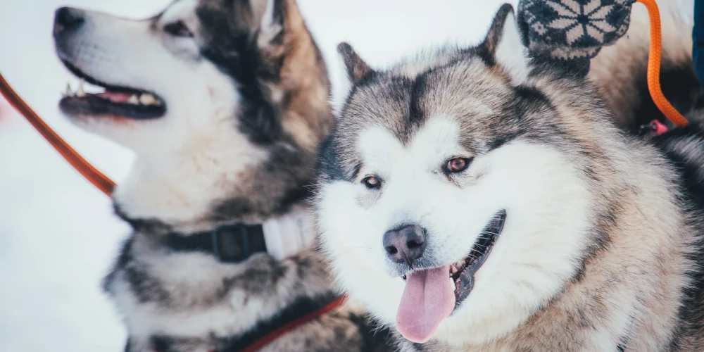 Foto: Māris Stiprais