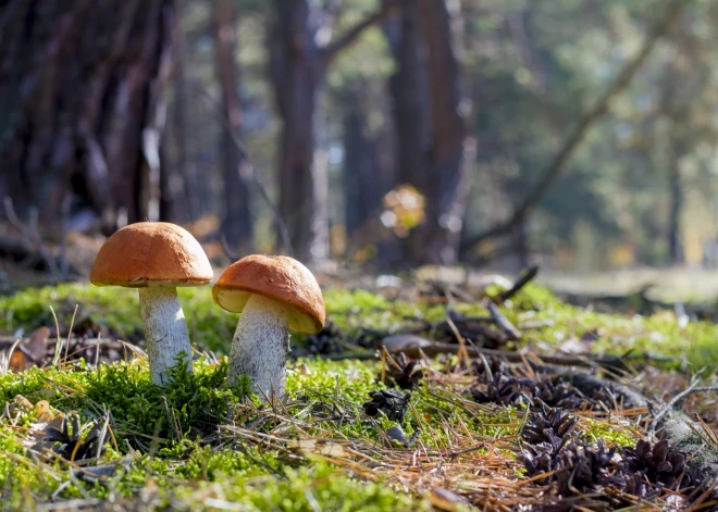 Pareiza meža apsaimniekošana – garantija labām sēņu vietām arī pēc 100 gadiem