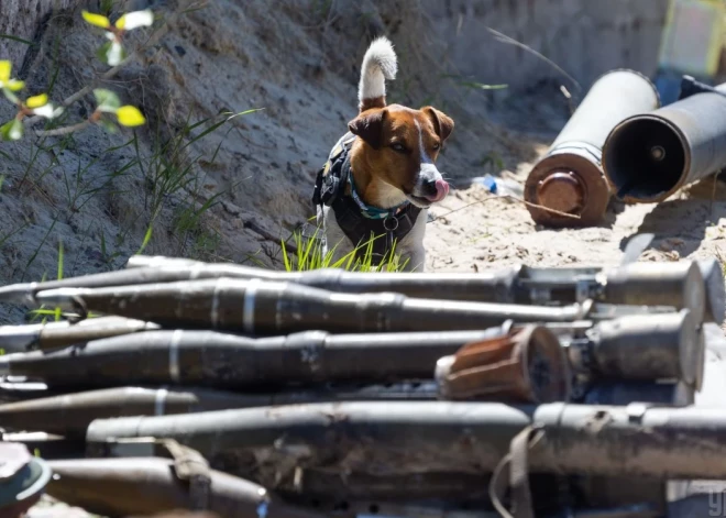 Ukrainā populārākais suns vārdā “Patron” sasirdzis un ievietots slimnīcā. Viņa “Instagram” profilā tiek ziņots, ka situācija ir gana nopietns un no viņa tika paņemts daudz asiņu veselības analīzei.