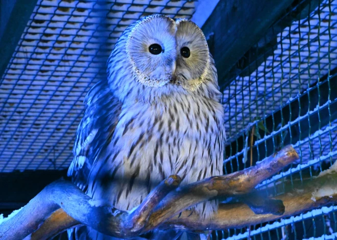 Rīgas zoodārzā pēta pūču fluorescenci. VIDEO