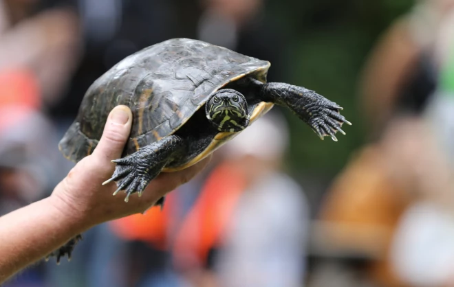 Kuldīgas novada Pelču pagasta pārvaldes ēkā dzīvo paša galvenā pagastveča privātais bruņurupucis, kurš ik mēnesi uz valsts rēķina iztērējot elektrību gandrīz trīs eiro vērtībā (ilustratīvs foto).