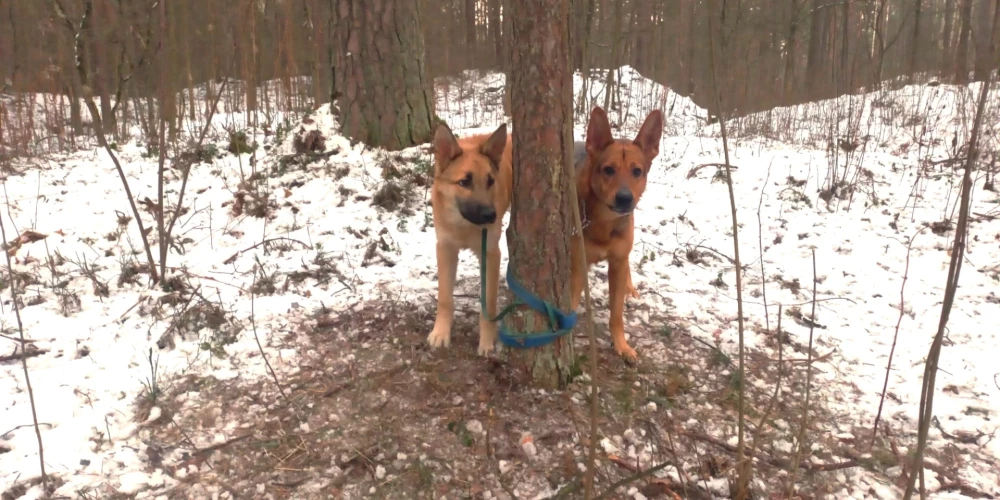Atstāti aukstumā un badā! Dzīvnieku draugi Mežaparkā atrod pie koka piesietus divus suņus