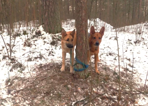 Atstāti aukstumā un badā! Dzīvnieku draugi Mežaparkā atrod pie koka piesietus divus suņus