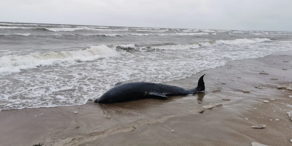 Ķesterciema pludmales apmeklētājus pārsteidz izskalots delfīns; dzīvnieks nav izdzīvojis