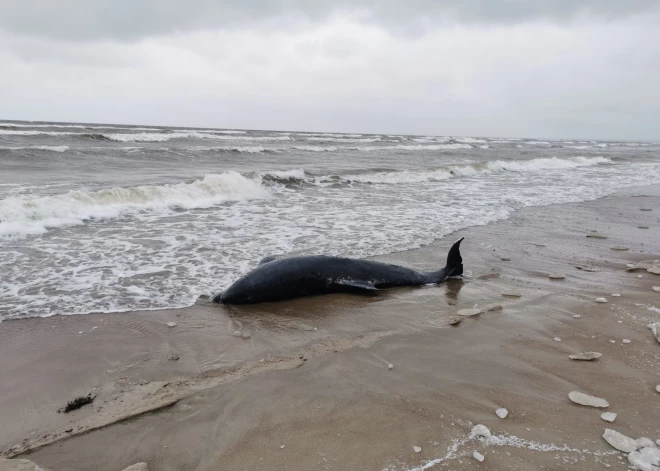 Ķesterciema pludmales apmeklētājus pārsteidz izskalots delfīns; dzīvnieks nav izdzīvojis