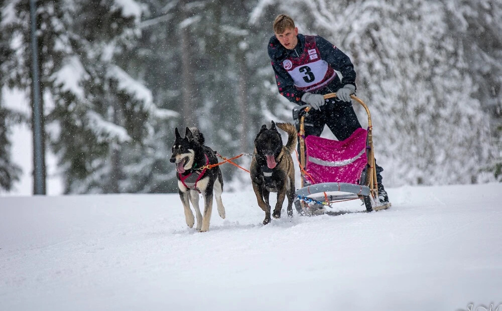 FOTO: sīvā cīņā starp latviešiem un igauņiem Madonā aizvadīts Pasaules kausa posms kamanu suņu sportā 