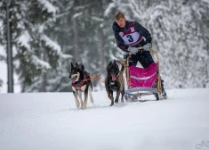 FOTO: sīvā cīņā starp latviešiem un igauņiem Madonā aizvadīts Pasaules kausa posms kamanu suņu sportā 