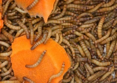 Накормят по-тихому? Латвийцы возмущены новым регламентом, разрешающим использовать в пищу червей, саранчу и других насекомых