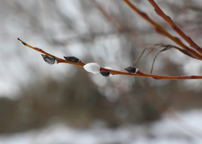 Februāra pēdējā dienā gaiss iesils līdz +6 grādiem