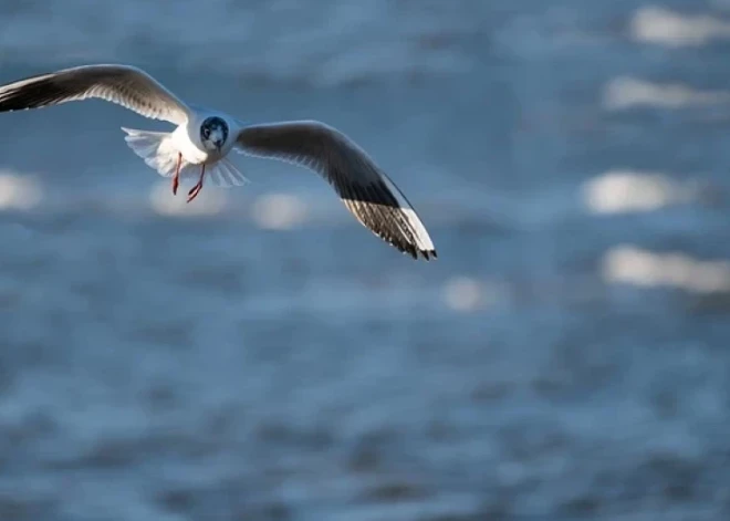 "Vissarežģītākā situācija ir Baltijas jūrā" - ģeologs par karu sekām