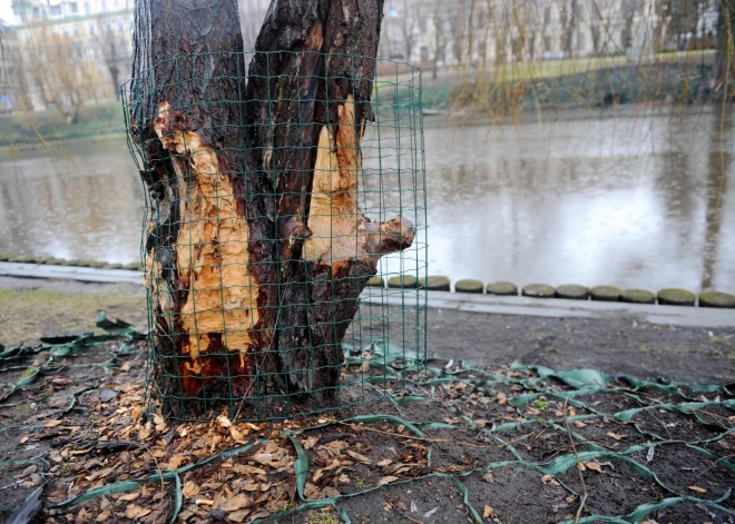 Sadzīvošanai ar Rīgas kanāla bebriem pašvaldība iztērējusi iespaidīgu summu