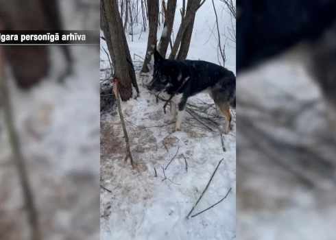   "Мы подумали, что хозяин хотел избавиться от нее": в лесу под Сигулдой нашли обмотанную проволокой собаку