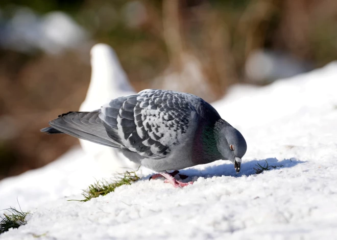 Arī trešdien gaisa temperatūra sasniegs +6 grādus