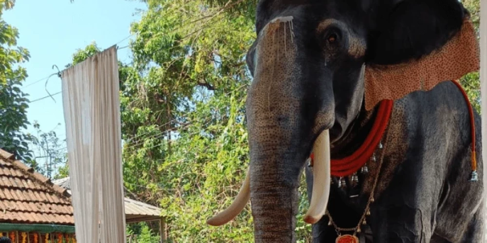 Как живой! В одном из храмов Индии появился механический слон